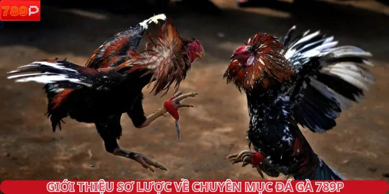Giới thiệu sơ lược về chuyên mục đá gà 789P