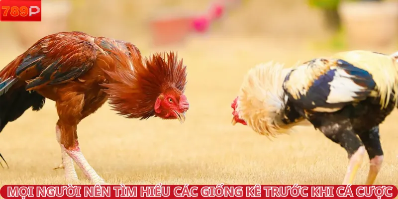 Mọi người nên tìm hiểu các giống kê trước khi cá cược